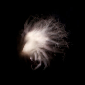 LastConfessionofADyingStar_websize